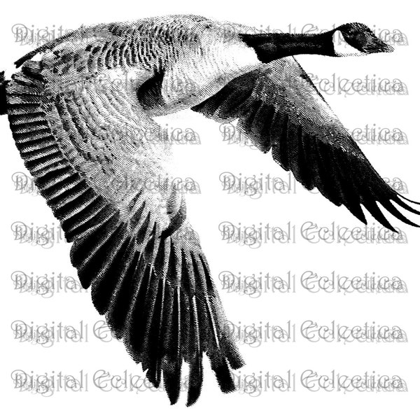 Canada Goose Engraving. Goose PNG. Duck Prints. Goose Images. Goose Pictures. Goose Art. Goose Clipart. Goose Drawings. No. 0186.