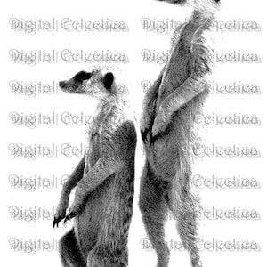 Meerkat Engraving. Meerkat PNG. Meerkat Prints. Meerkat Pictures. Transparent Meerkat. Meerkat Clipart. Meerkat Drawings. No. 0038.