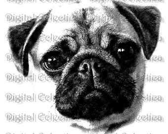 Adorable Pug. Pug PNG. Pug JPG. Pug Prints. Pug Digital Images. Pug Pictures. Pug Transparent. Pug Art. Pug Clipart. Dog Drawings. No. 0007
