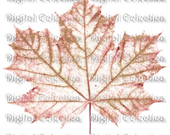 Maple Leaf Transparent Image. Maple Leaf PNG. Maple Leaf JPG. Maple Leaf clipart. Transparent Maple Leaf. Scrapbook Maple Leaf. No 0167.