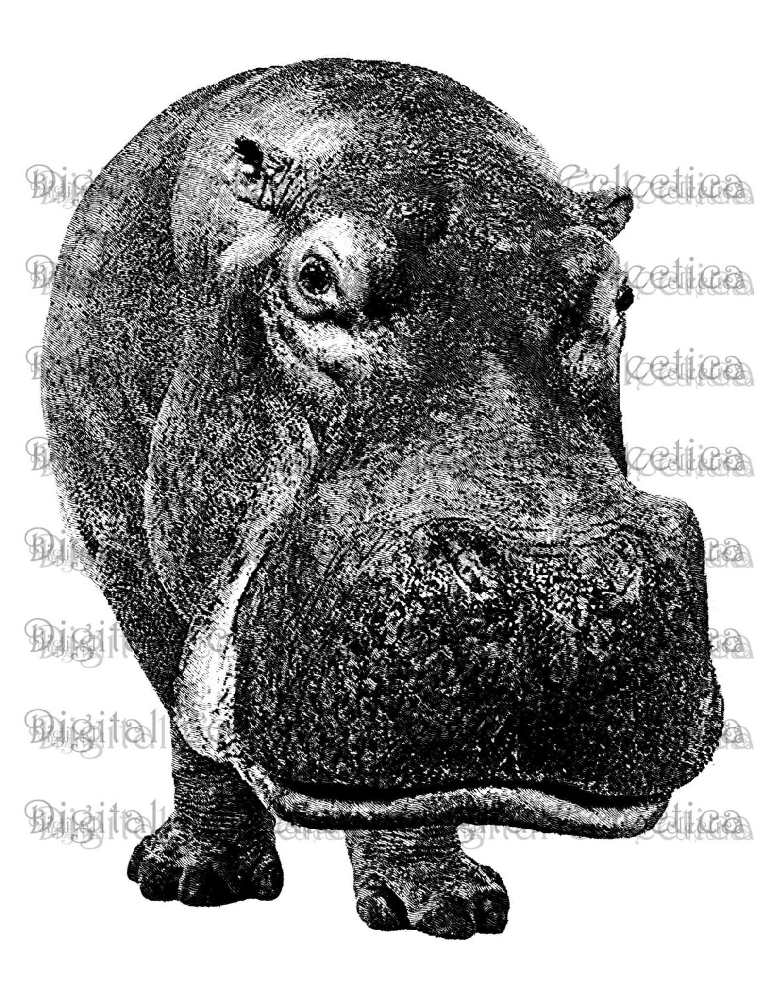 Hippopotamus Engraving. Hippo PNG. Hippo Prints. Hippo Images. Hippo