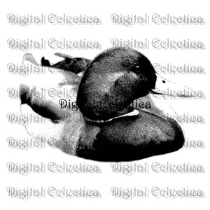 Mallard Duck Engraving. Duck PNG. Animal PNG. Duck Prints. Duck Images. Duck Pictures. Duck Art. Duck Clipart. Duck Drawings. No. 0026.