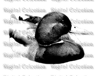 Mallard Duck Engraving. Duck PNG. Animal PNG. Duck Prints. Duck Images. Duck Pictures. Duck Art. Duck Clipart. Duck Drawings. No. 0026.