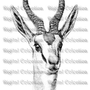 Antelope Engraving. Antelope PNG. Antelope Prints. Antelope Images. Antelope Pictures. Antelope Clipart. Antelope Drawings. No. 0194.