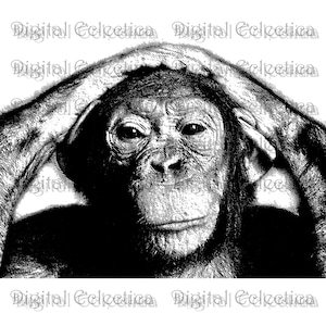 Chimpanzee Engraving. Chimp PNG. Chimpanzee Prints. Chimpanzee Images. Chimp Pictures. Chimpanzee Art. Chimpanzee Clipart. No. 0030.