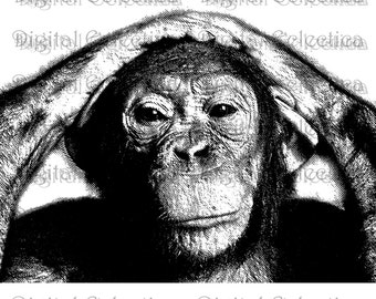 Chimpanzee Engraving. Chimp PNG. Chimpanzee Prints. Chimpanzee Images. Chimp Pictures. Chimpanzee Art. Chimpanzee Clipart. No. 0030.