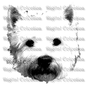 West Highland White Terrier Dog. Westie PNG. Animal PNG. Westie Prints. Westie Images Pictures Westie Art Clipart. Westie Drawings.No. 0015.