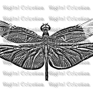 Libelgravure. Libellenafdrukken. Dragonfly-afbeeldingen. Libelle kunst. Libel clipart. Libellentekeningen. Wolf-illustraties. Nr. 0072.