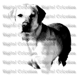 Labrador Retriever Dogs. Labrador PNG. Dog PNG. Labrador Dog Prints. Labrador Pictures. Labrador Dog Art. Labrador Dog Drawing. No. 0009.