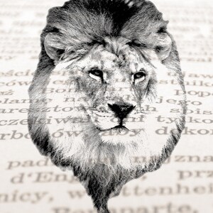 May include: A black and white illustration of a lion's head with a serious expression. The lion's mane is full and flowing, and its eyes are piercing.