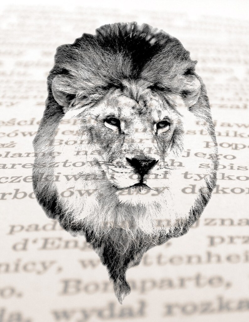 May include: A black and white illustration of a lion's head with a serious expression. The lion's mane is full and flowing, and its eyes are piercing.