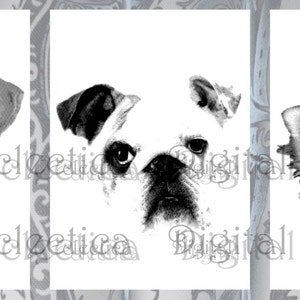 May include: Black and white images of three different dog breeds: a Labrador Retriever, a Pug, and a Chihuahua.