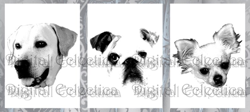 May include: Black and white images of three different dog breeds: a Labrador Retriever, a Pug, and a Chihuahua.
