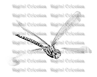 Dragonfly Engraving. Dragonfly PNG. Animal PNG. Dragonfly Prints. Dragonfly Images. Dragonfly Art. Dragonfly Clipart. No. 0073.