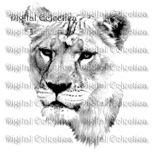 Lioness Lion Engraving. Lion PNG. Lion Prints. Lion Images. Lion Pictures. Lion Art Clipart. Lion Drawings. Lion Illustrations. No. 0032.