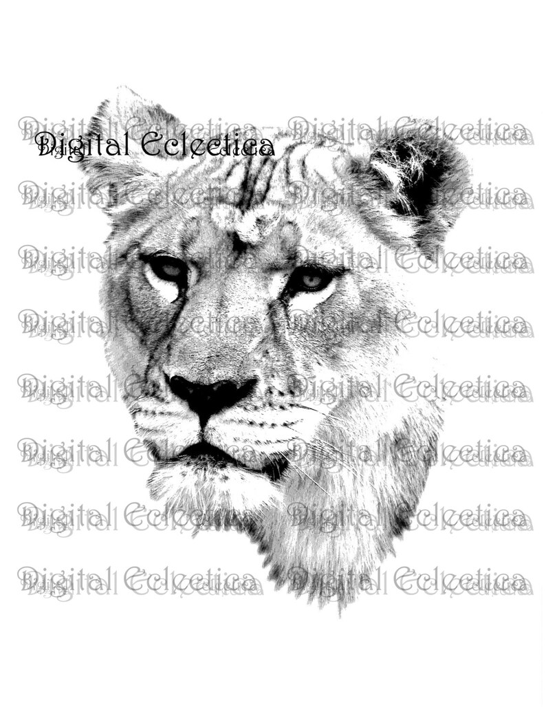 May include: A black and white close-up photograph of a lion's face. The lion is looking directly at the camera with a serious expression. The image is cropped to show only the lion's head and neck.
