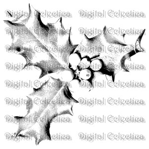 Christmas Holly. Christmas PNG. Holly PNG. Christmas Scrapbook. Transparent Christmas. Printable Christmas. Digital Christmas. No. 0137