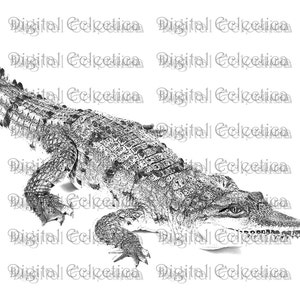Krokodil Gravur. Krokodil PNG. Krokodildrucke. Krokodil Bilder. Krokodil Bilder. Krokodil Clipart. Krokodil Zeichnungen. Nr. 0188.