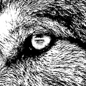 May include: Close-up of a wolf's eye, rendered in black and white. The eye is open and staring directly at the viewer. The fur around the eye is textured and detailed.