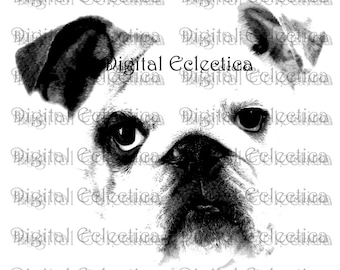 Adorable Bulldog. Bulldog PNG. Animal PNG. Bulldog Prints. Bulldog Images Pictures. Bulldog Art Clipart. Bulldog Drawings. No. 0002.