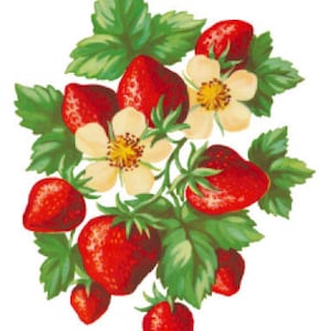 Vintage Image Retro Bunches of Strawberries Fruit Transfers Waterslide Decals~ FRU746