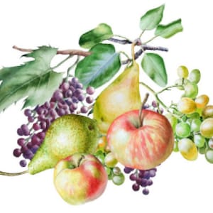 vintage Image Fruit Assortiment Meubles Transferts Toboggans Aquatiques Décalcomanie FRU745