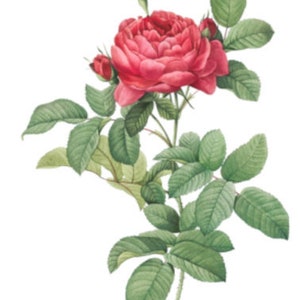 Vintage Image Shabby Red Redouté Roses Furniture Transfers Waterslide Decals FL548