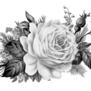 Vintage Image Black White Cabbage Rose Furniture Transfers Decoupage Waterslide Decals FL528