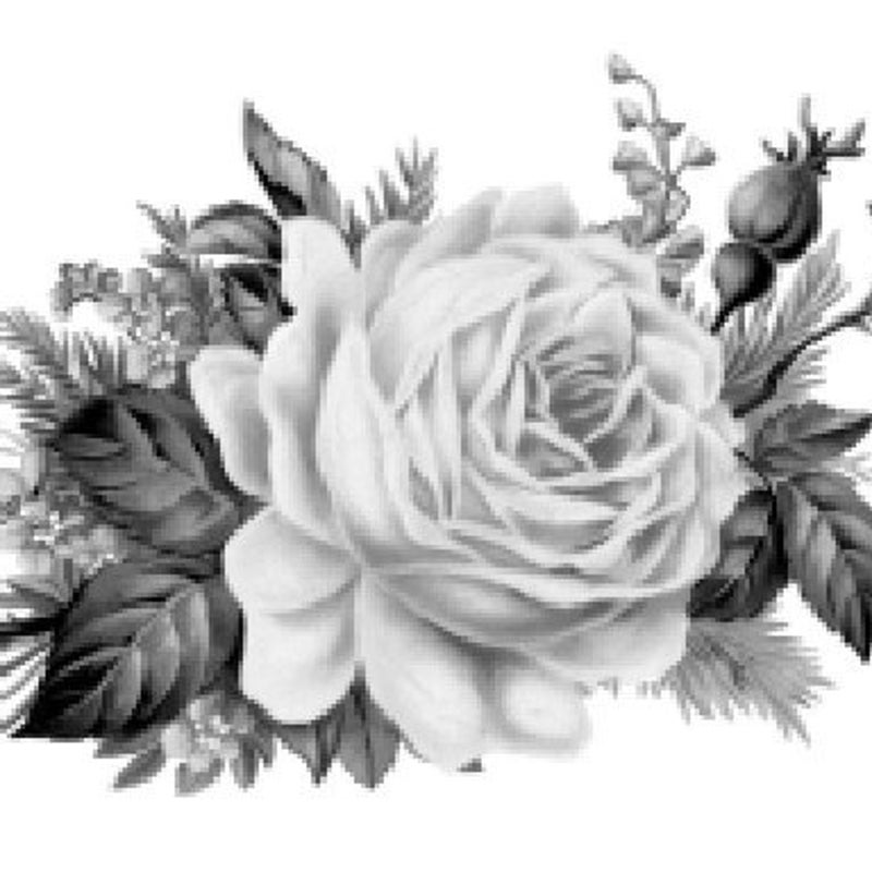White Cabbage Rose - Etsy