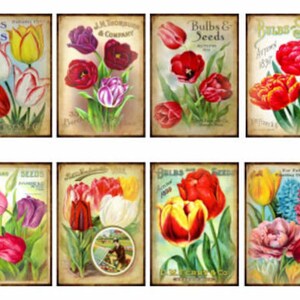 May include: Vintage seed packet illustrations featuring colorful tulips in various shades of red, pink, yellow, and purple. The packets have text that reads "Bulbs & Seeds" and "J.M. Thorburn & Company".
