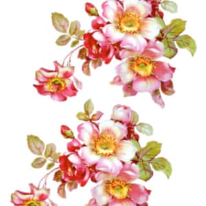 Vintage Image Shabby Pink Wild Roses Flowers Floral Waterslide Decals FL299