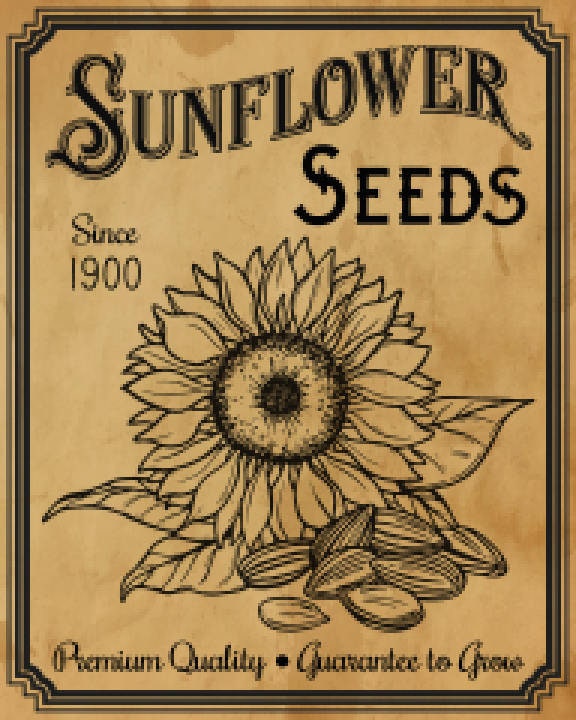 Vintage Grunge Background Farmhouse Sunflower Seeds, Seed