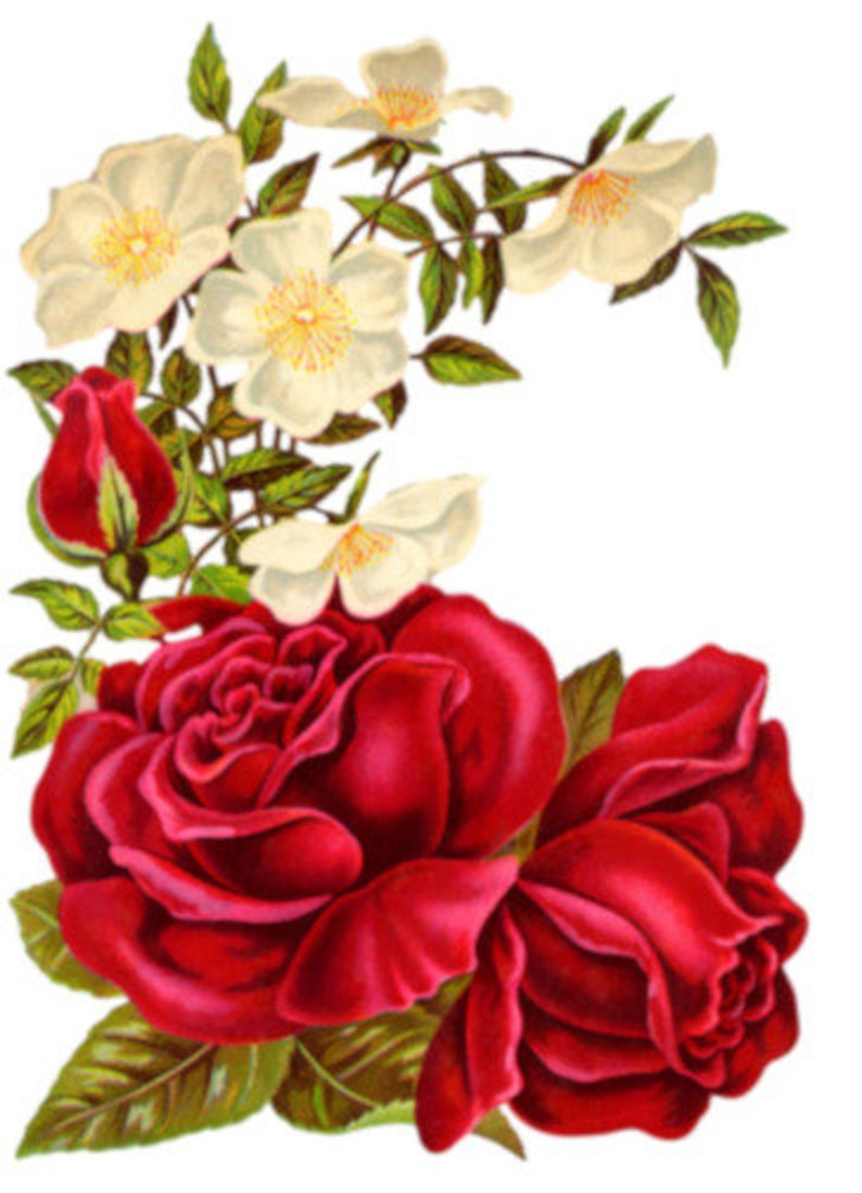 Vintage Shabby Red Rose Swag Digital Download Printable Etsy