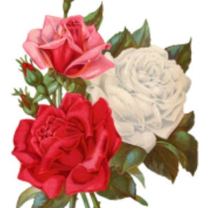 Vintage Image Victorian Seed Packet Pink Roses Labels Transfers Waterslide Decals FL265