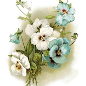 May include: A bouquet of white and blue pansies with green leaves. The pansies are arranged in a cluster, with the white pansies in the center and the blue pansies on the edges.