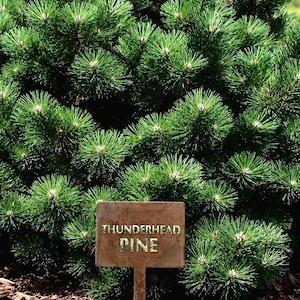 Gorgeous copper patina plant marker sign with baked on clear powder coat