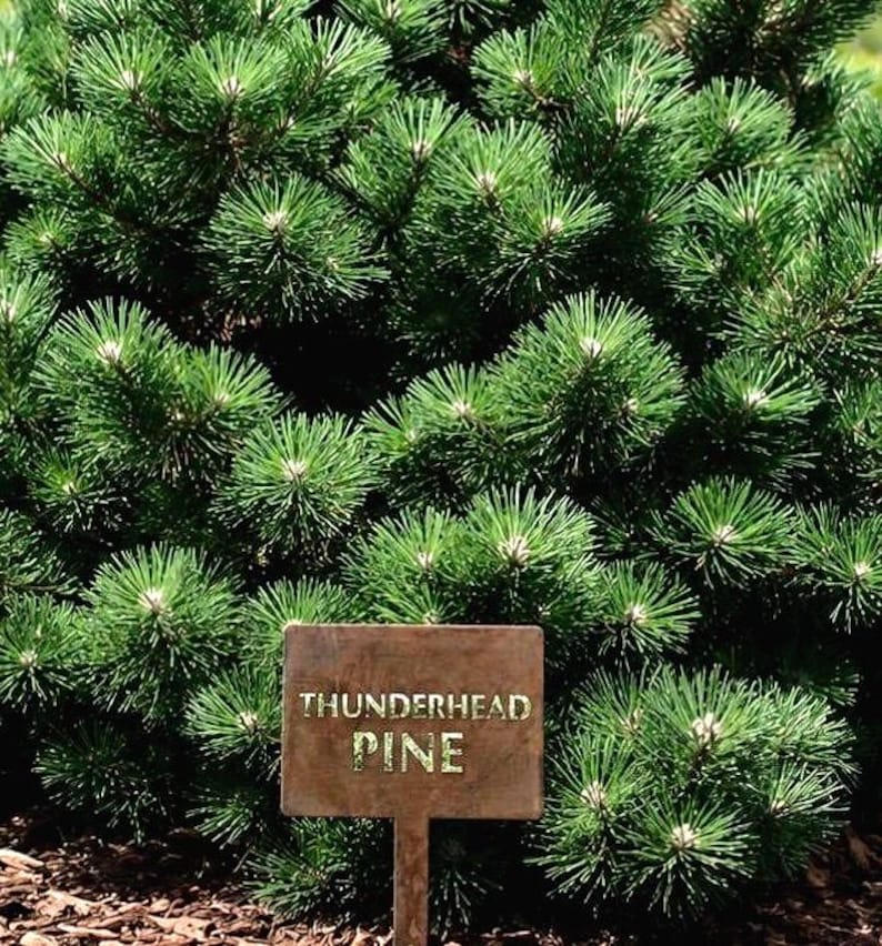 Gorgeous copper patina plant marker sign with baked on clear powder coat