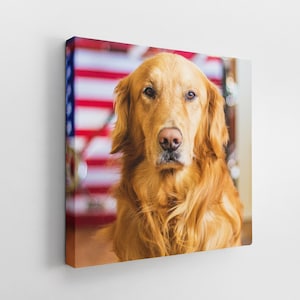 Op de afbeelding: Een golden retriever met lange, vloeiende vacht zit voor een achtergrond met een Amerikaanse vlag. De hond kijkt recht in de camera met een serieuze uitdrukking.