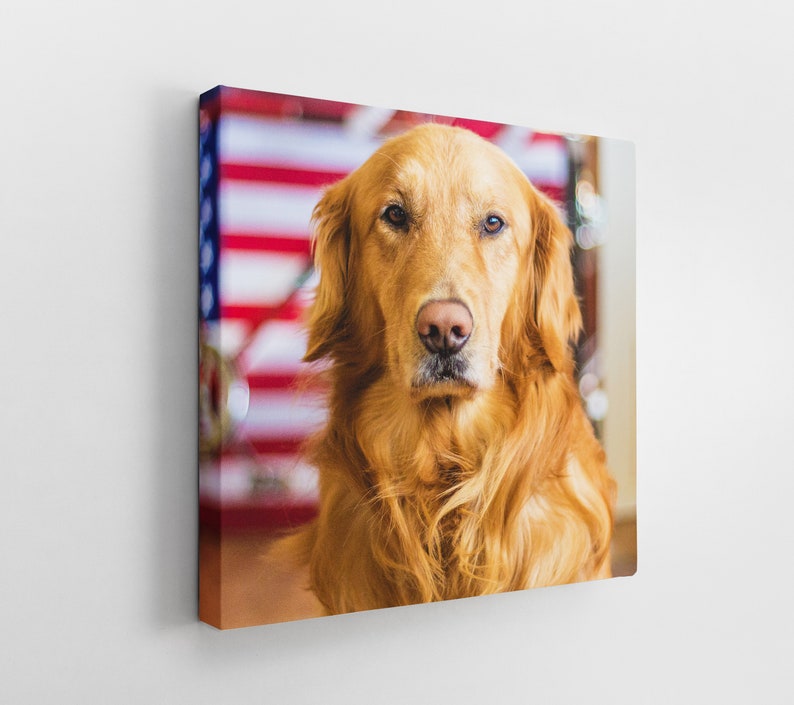 Op de afbeelding: Een golden retriever met lange, vloeiende vacht zit voor een achtergrond met een Amerikaanse vlag. De hond kijkt recht in de camera met een serieuze uitdrukking.