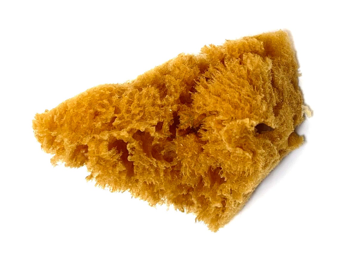 4pc Natural Caribbean Sea Silk Sponges Not Bleached for Faux Etsy
