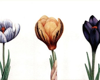 SALE | Crocus flowers | Original watercolour | Botanical painting | 18" x 6" | Spring flowers | Botanical art