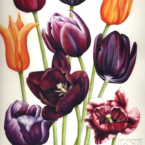 Wydruk tulipana | Akwarela kwiatowa | 7&quot; x 10&quot; | Sztuka botaniczna | Wydruk oryginalnej akwareli | Kwiaty wiosenne | Helen Lush