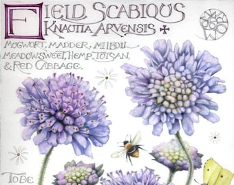 Scabious flowers and Calligraphy | Botanical print | Healing plants | Physicians of Myddfai | 7" x 7" | Blue flower butterfly watercolour |