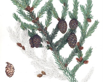 Original botanical painting | Picea mariana | 11" x 15" | Watercolour Tree | Botanical art | Black Spruce | Watercolor conifer