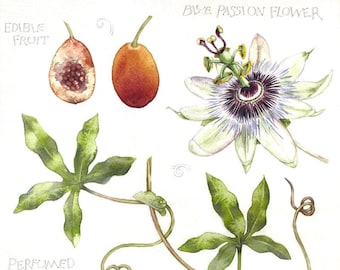 Watercolour print | Passion Flower | Botanical art | Passiflora caerulea | 7" x 10" | Flower painting | Watercolor flowers fruit leaves