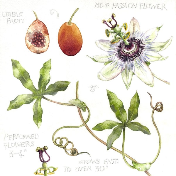 Aquarell Druck | Leidenschaft Blume | Botanische Kunst | Passiflora caerulea | 18cm x 26cm | Blumenmalerei | Aquarell Blumen Früchte Blätter