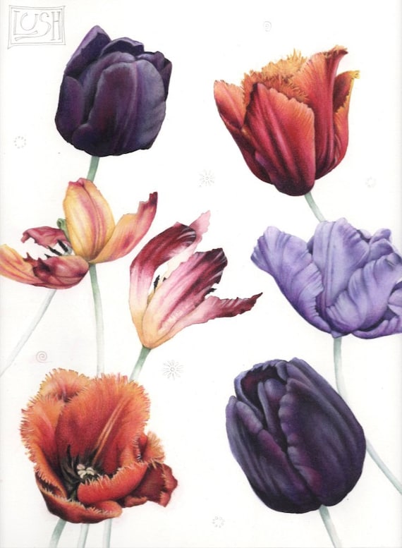 Tulip painting | Original watercolour | Botanical art | 8.5" x 12" | Flower watercolor | Colourful tulips | Botanica by Helen Lush