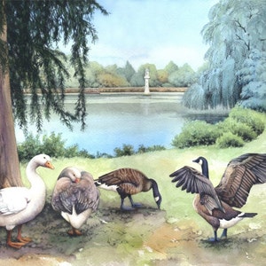 Roath Park Lake Archival print Watercolour painting of Geese Welsh watercolor Cardiff scene Geese, water, willows By Helen Lush image 1