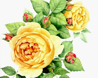 Yellow rose painting | Original watercolour | Rosa Roald Dahl | 9" x 9" | Botanical art | Golden flower watercolor | Painting by Helen Lush