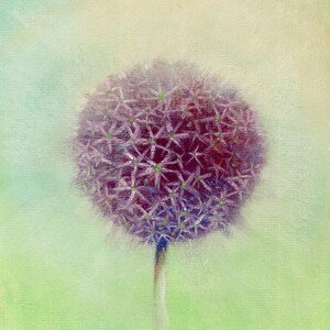 Allium flower print | 7" x 7" | Botanical art | From a pastel by Helen Lush | Ornamental garlic picture | Small wall art of purple flower |